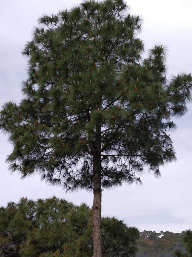 Pine Villa Kasauli Esterno foto