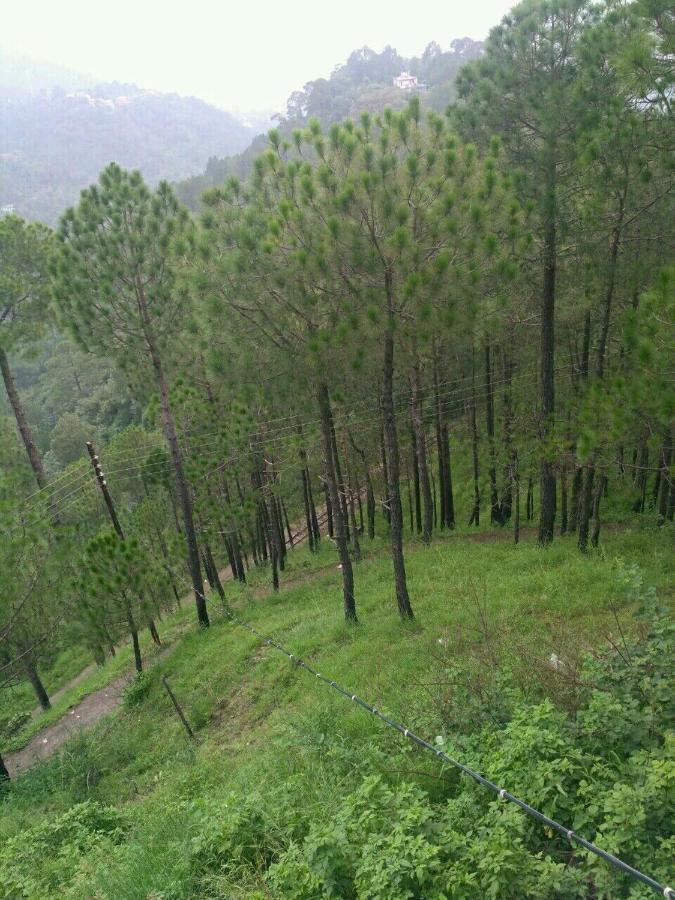 Pine Villa Kasauli Esterno foto